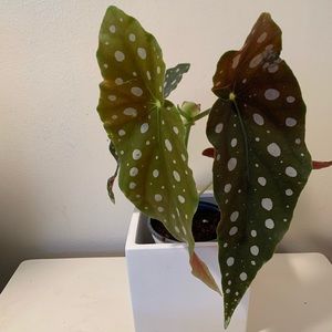Maculata Begonia